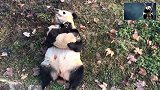 熊猫：费老大劲生个孩子，拿来按摩按摩感觉还不赖
