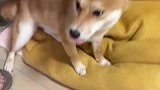 小狗犯错主人假装教训，拖鞋拿起的一瞬间仿佛戏精上身
