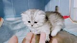 这窝胆最小的猫，还是有点不敢出来玩