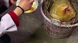 母鸡：你不觉得这样很过分么