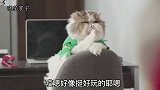 猫咪在办公室上班，因领导不在，结果它们开了音乐聚会