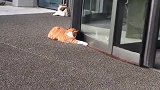 猫：老板我来帮你擦门！