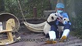 饲养员把熊猫宝宝当“桌垫”，下一秒熊猫的反应，大家忍住别笑