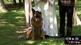 国外爆笑街头恶搞：神父主持婚礼，结果是两条狗狗的，路人看懵了