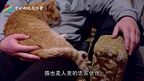 猫真的有9条命吗科学家残忍实验，把猫从高楼扔下得知真相