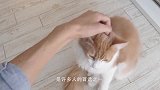 猫咪一直认为自己是人，它做出的一些反常举动，把主人吓到崩溃！