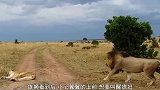 雄狮在草地上晒太阳，一只母狮直接坐它身上，原来狮子也会秀恩爱