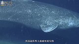 蟑螂的生命力到底有多强？科学家表示：核辐射在其面前都不算什么