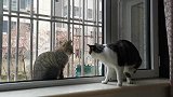 每天都羡慕别的猫能去外面玩