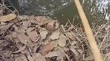 居然还有这种钓鱼方式，小鸭子吓坏了吧