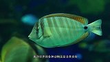作死老外突发奇想！硬要自己给“鱼”浸染，成品令人耳目一新！