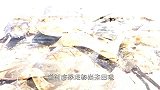 地球上唯一“蓝色血液”的动物，活了4亿多年，如今却濒临灭绝！