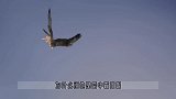 真正的天空霸主，动作快准狠，一击致命，神奇小鸟游隼！