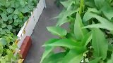 我的空心菜快长到十多米了