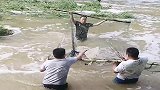发洪水了，村民们来野外抓鱼，吃鱼真方便！
