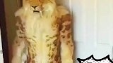 主人穿着老虎装逗猫咪