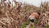 农民伯伯高智商，苞米地里种青菜，真是两不耽误！