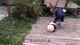 大熊猫误把自己当“兔子”，一蹦一跳的走路，网友：不正经