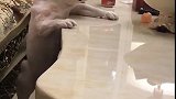 狗子：知道我手短，还把玩具放桌子中间！