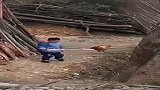 被公鸡追的童年，你也有吗