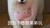 不想跟弟弟玩，狗子的迷惑行为