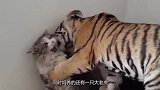 和小老虎一起长大的猫咪，走起路来六亲不认，仿若大佬！
