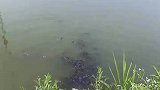 还以为河里是螃蟹，越看越感觉不对劲