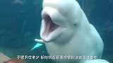 水族馆连鲸鱼都敢养，为什么唯独不敢养大白鲨