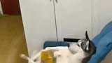狗子吹着空调，看电视，吃薯片