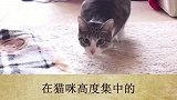 猫猫要放大招了，准备接招。