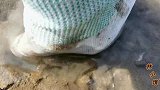 饿货美食：蒜蓉带子一口气可以吃一盆，家住海边每天不同海鲜换着