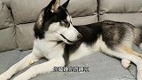狗狗睡得正香突然栽倒在地上,爬起来后一脸懵逼好委屈,快哭了