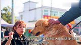 催泪市民筹钱救下一笼金毛，狗狗被释放后，劫后余生紧紧相拥！