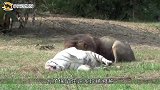 猎豹背后偷袭饲养员，老虎上来就是一耳光，老虎吃了他谁养我