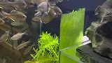 男子清除鱼缸里的苔藓，小鱼聚集在一边觅食