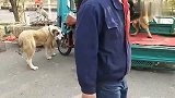 中亚牧羊犬和德牧在一起相安无事，突然来了一只桀骜不驯的马犬