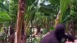 三哥劈芭蕉树，是劈的游刃有余！