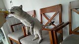 猫咪吃东西的姿势太逗了，训练一下就可以去马戏团了