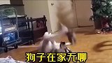 搞笑视频狗子在家无聊的时候都干啥