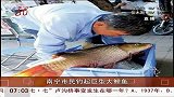南宁市民钓起70厘米巨型大鲤鱼