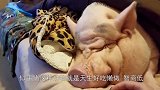 国外出现一头长着人脸的猪，当真相揭开时，网友们立马坐不住了