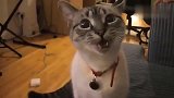 狸花猫：你叫一声，我叫一声，快告诉我猫粮放哪了