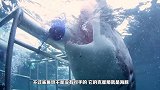 鲨鱼为什么不吃海豚呢鲨鱼：我只是老二，哪敢动老大呀
