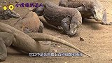 人被科莫多巨蜥咬一口有多严重？小伙作死挑战，结果意外发生了