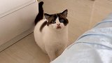 不仅撒谎还犟嘴 星探家 萌宠 猫咪
