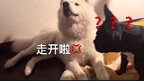 萨摩向主人告状，狗子有个傻狗占了我的窝，你管不管