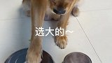 狗子的迷之智商……