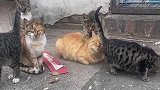 看来不光是我生活不易