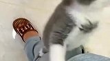 小猫：快给我，我要吃！
