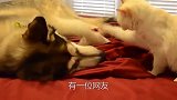 狗狗因贪玩回家的晚，主人拿起了棍子，狗狗竟然撒娇求饶